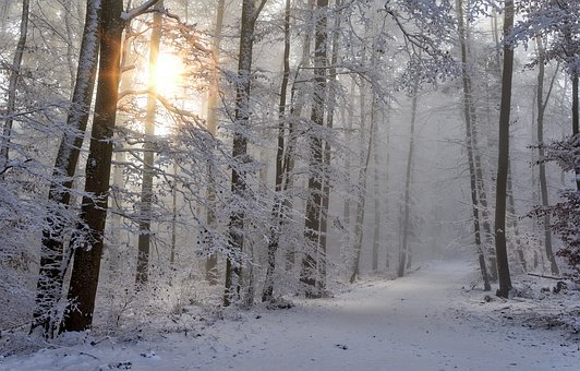 Zimní les